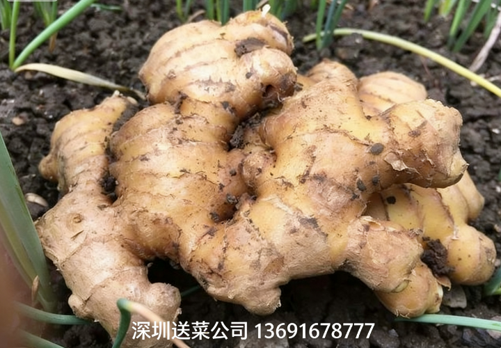 鮮姜實力派，深圳蔬菜配送公司送5大特效護您健康！